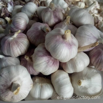 Ajo fresco de tamaño pequeño